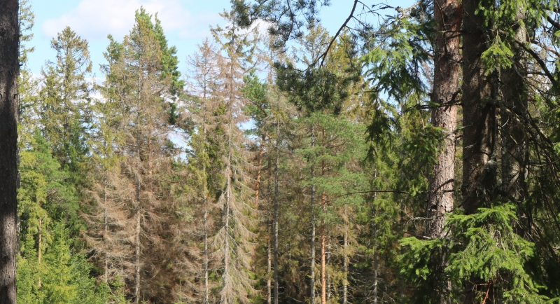Barkborreskador tros minska i sommar