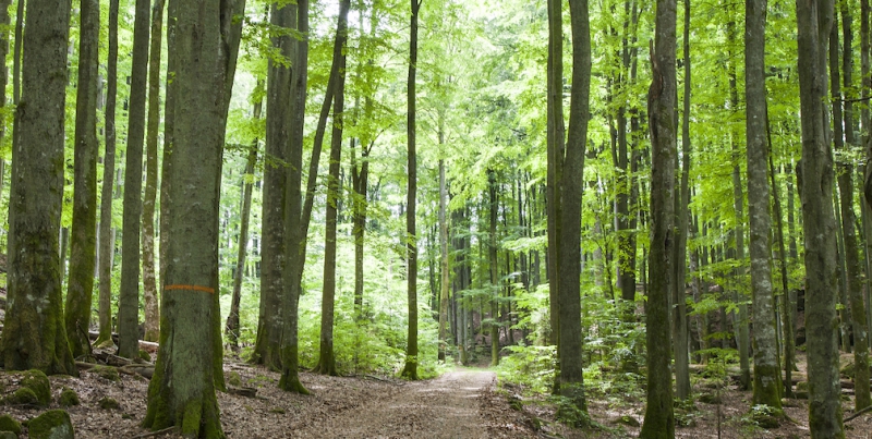 Skogspriser i Skåne ökade mest