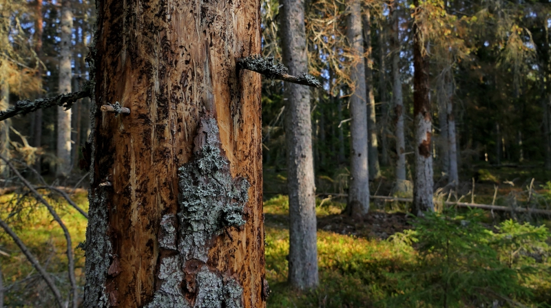 Studie ser tveksam nytta med barkborrefällor