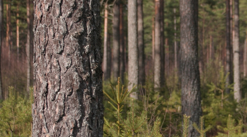 ”Detta är en plantageskog”