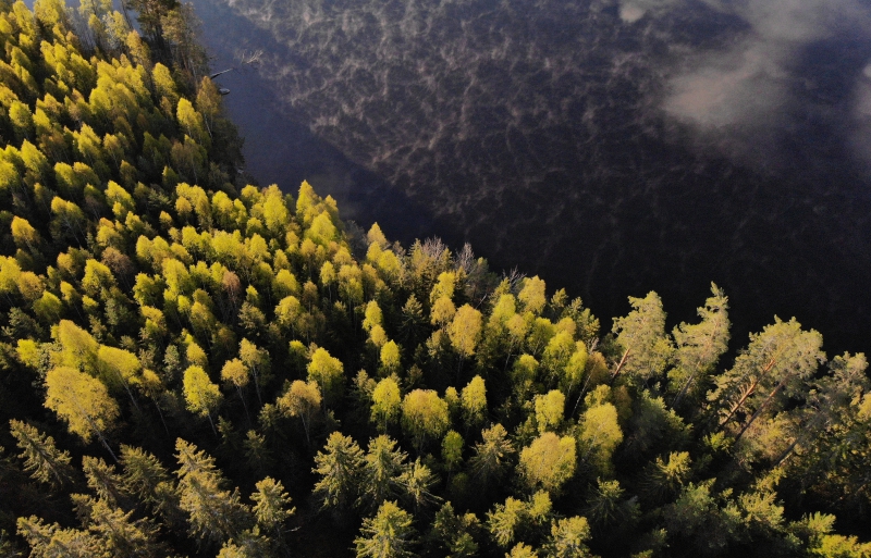 ”Hur ska framtidens skogar se ut?”