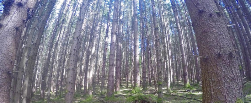 ”Hög tid ta itu med missuppfattningar om skog och klimat”