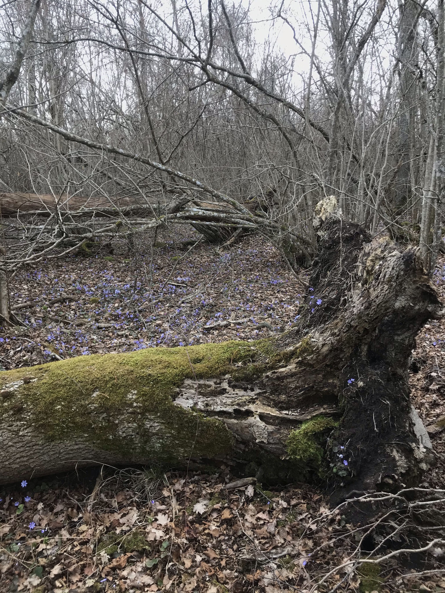 1fefa740-3dc5-4f67-91c9-e00729340ea9