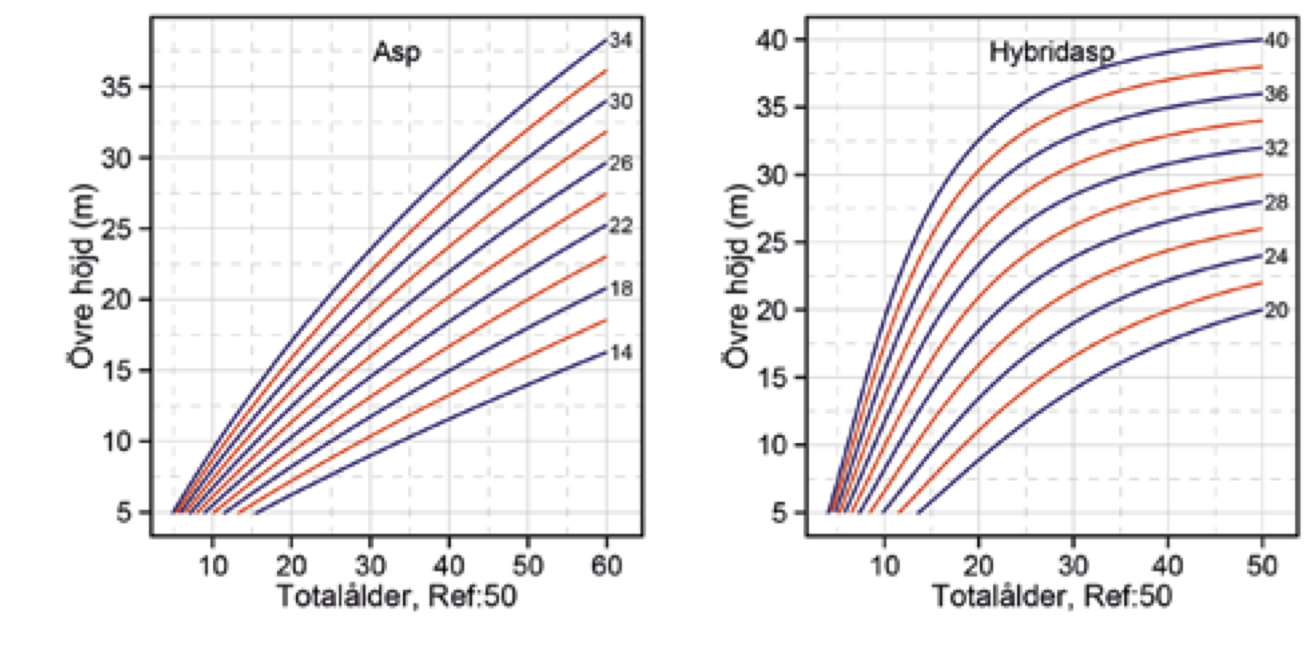 Hur snabbt växer en asp per år? - Skogen