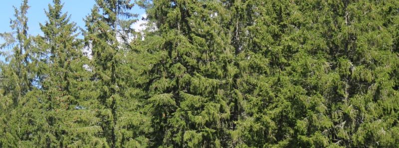 Gran tar plats i skötselberget