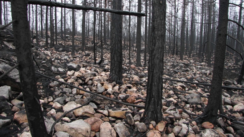 Så mår brandområdet i Västmanland
