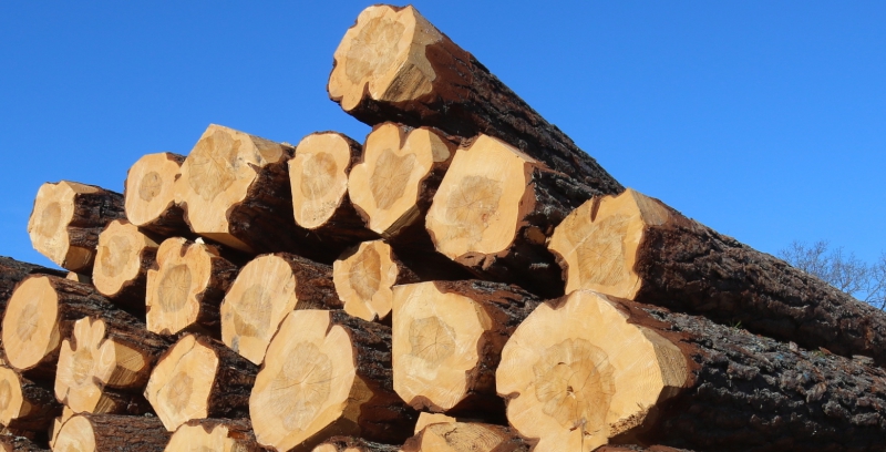 Mellanskog höjer timmerpriser