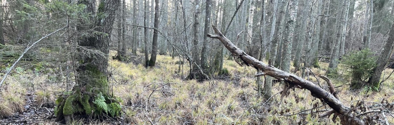 Skogsbrukets miljöhänsyn utvärderas