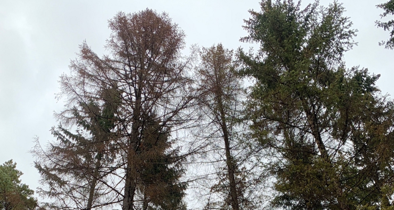 Kolla grannen till angripna granen