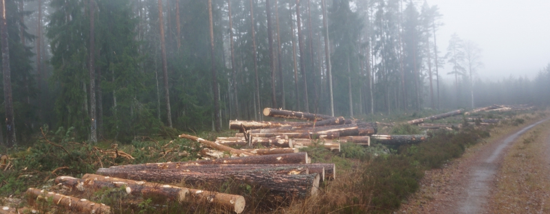 God sågkonjunktur märks hos Mellanskog