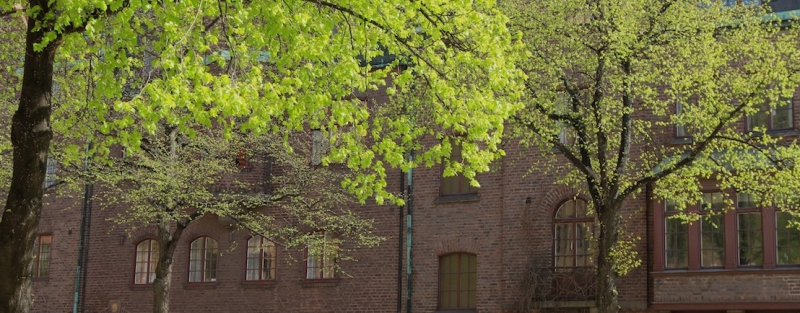 Stadsträd gör stor samhällsnytta