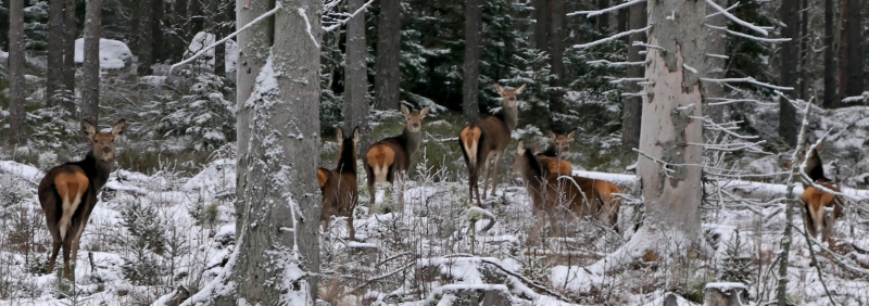 ”Sverige behöver en hjortskadeinventering” 