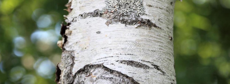 Lövträdsforskning får förtur