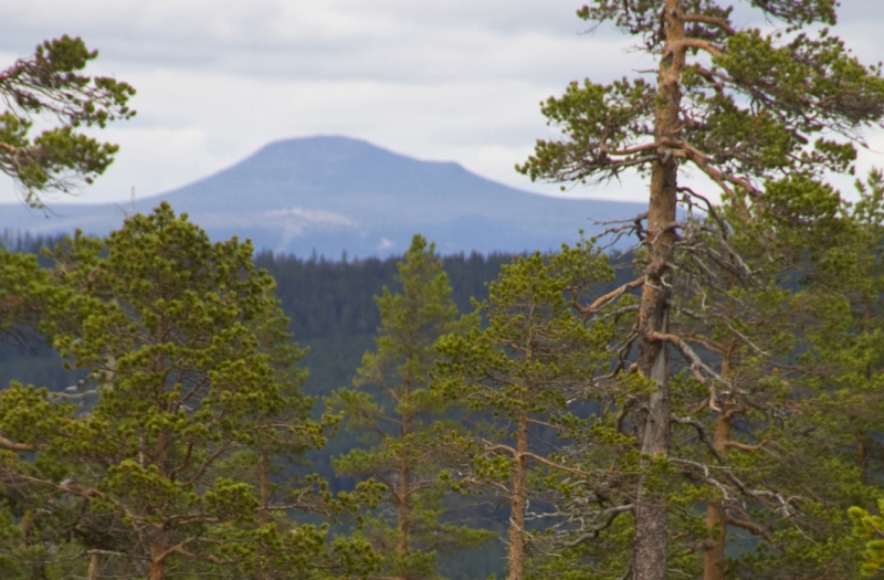Starkt delår för Norra Skog