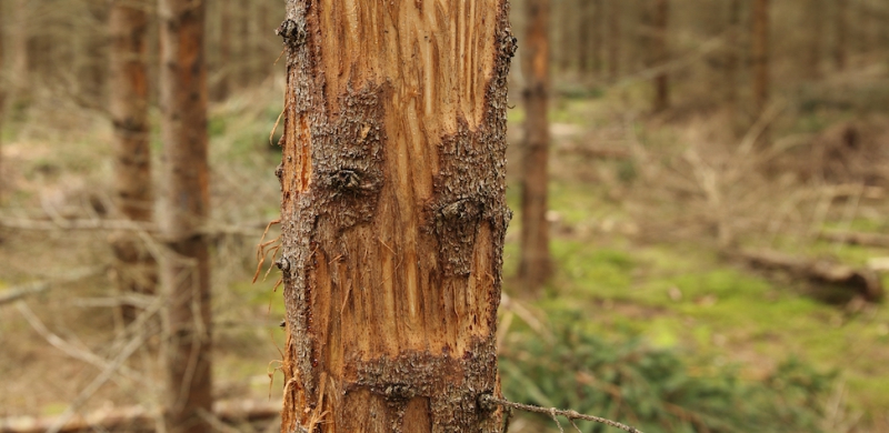 Riksdagsmotion vill se hjortskadeinventering