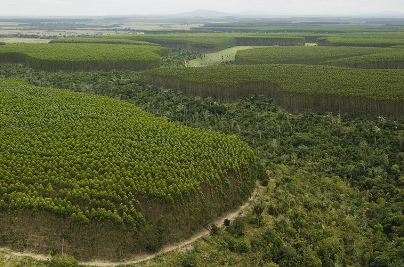 ”Svensk kompetens kan rädda globalt beskogningsprogram”