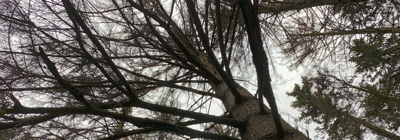 Se upp vid vistelse i fallfärdig granskog