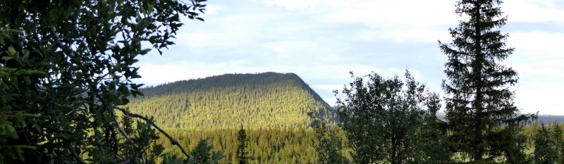 Fortsatt prisrally på skog