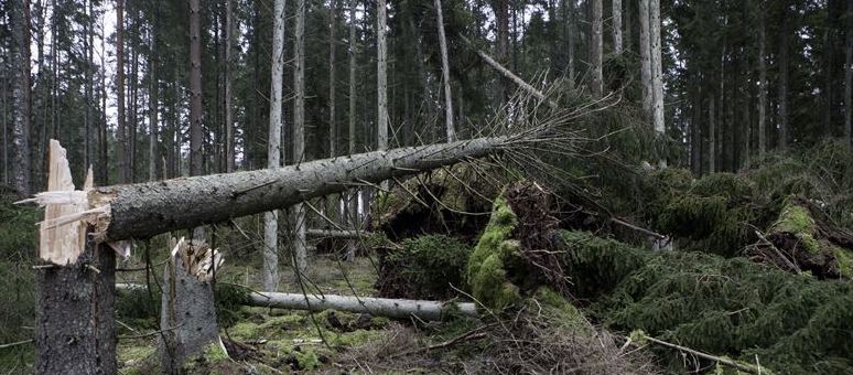 Södra inför stormsortiment