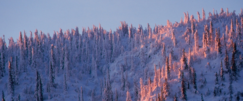 Norra Skog höjer virkespriser