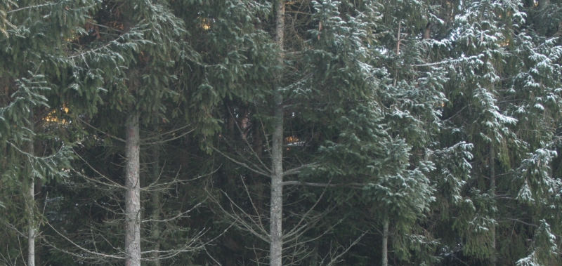Är gallringsfri skog en bra idé?
