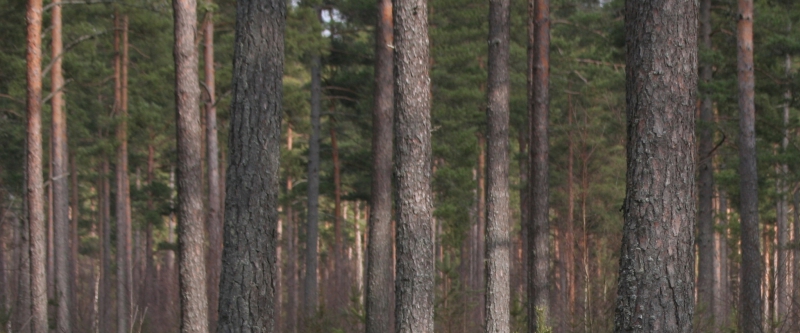 Jättelyft för skogsmark i norr