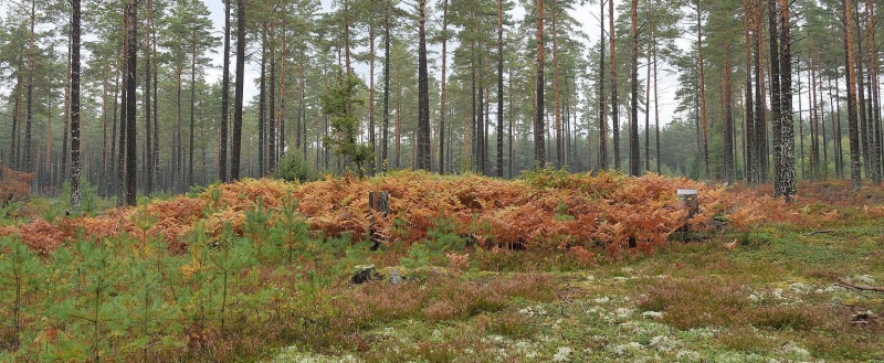 Kolbottnar upptäcks med hjälp av AI