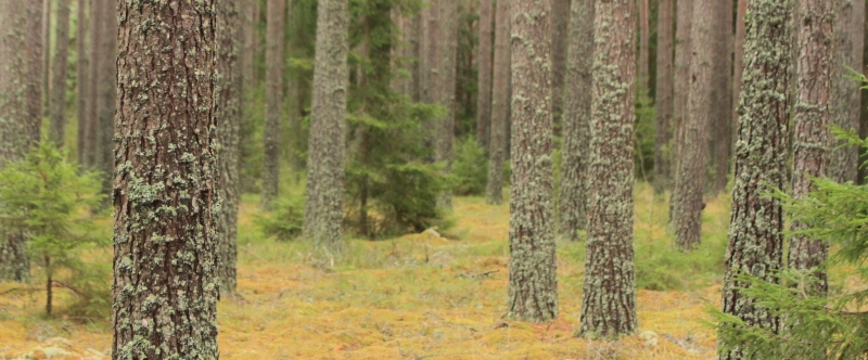 Majoritet av partier vill ha aktivt skogsbruk
