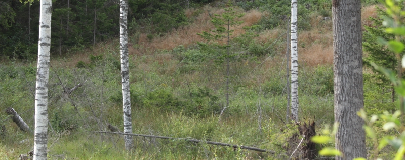 Variationsrika skogar kan skapas på kalhygget