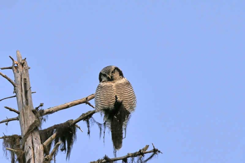 Nya regler för skogens fåglar