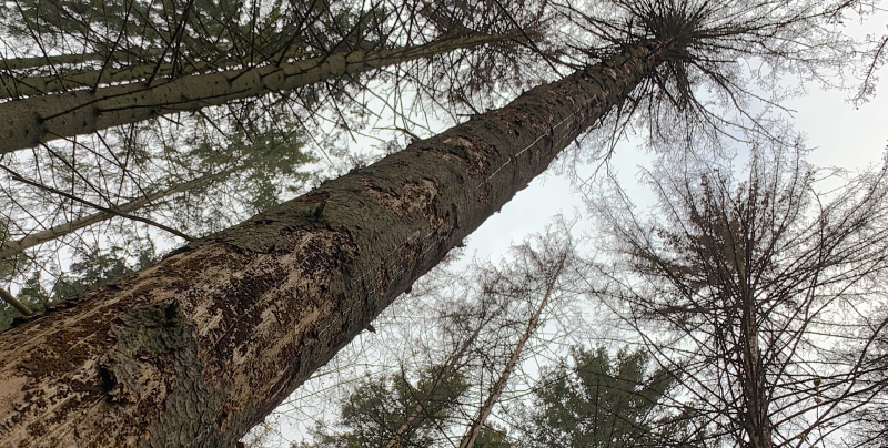 Barkborren skadar mer skog än brand