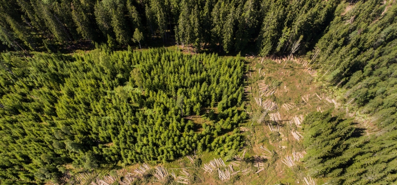 Stora skogsfastigheter fortsatt heta