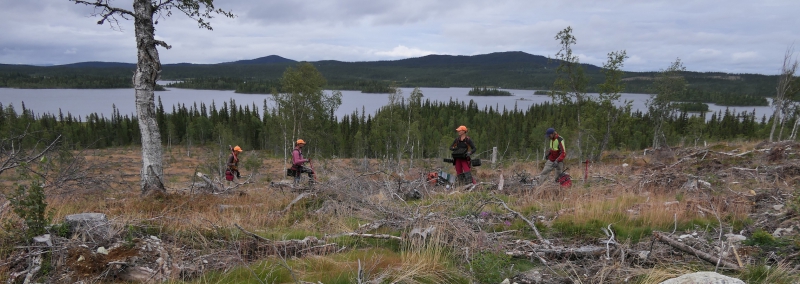 Så många jobbar i skogsbruket