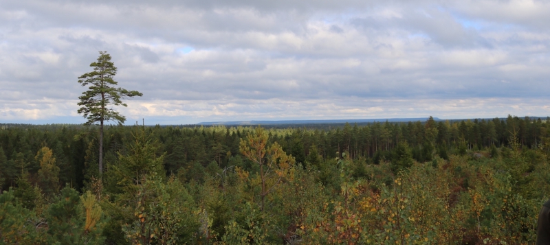 ”Fortsatt stark prisutveckling på skogsmark”
