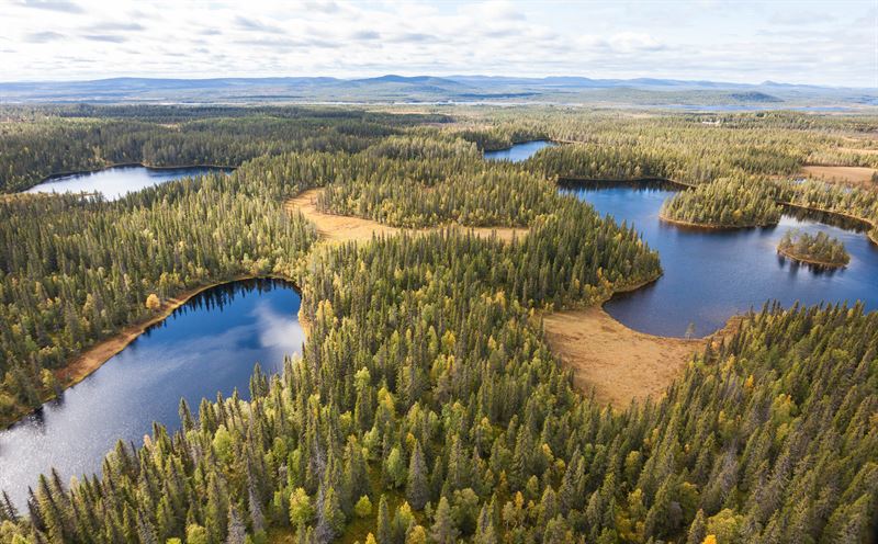 Hundra tusen hektar fjällskog blir reservat