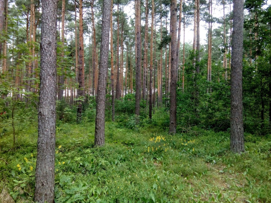 Polska skogar avstår certifiering