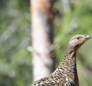 Högsta domstolen gav markägaren rätt i tjädermål