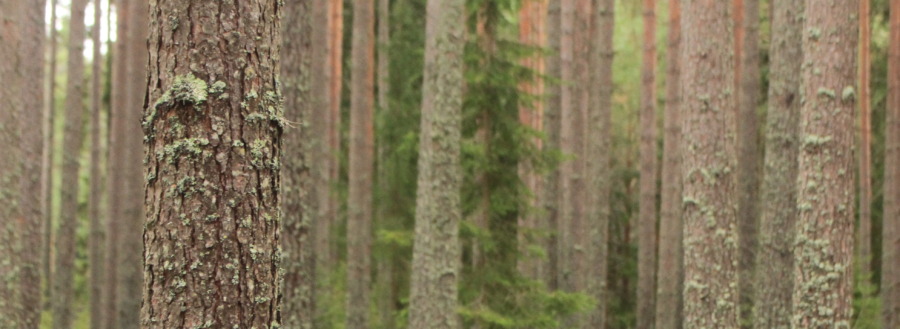 Tall och blommor lockar granbarkborrens fiender