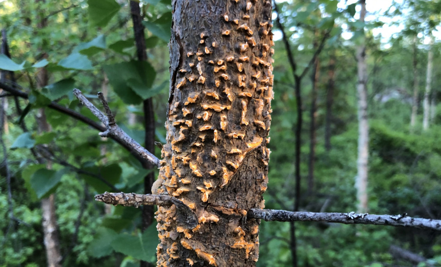 Törskate – ingen stor värdesänkare