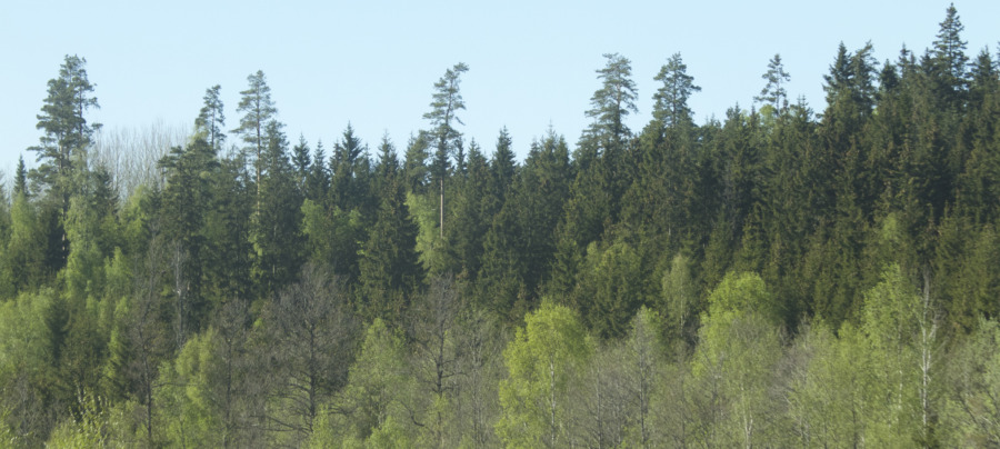 SLU satsar på hållbar skogsskötsel