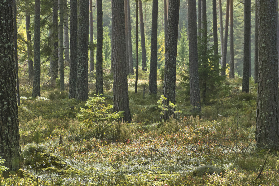 Mellanskog får stort skogsvårdsuppdrag