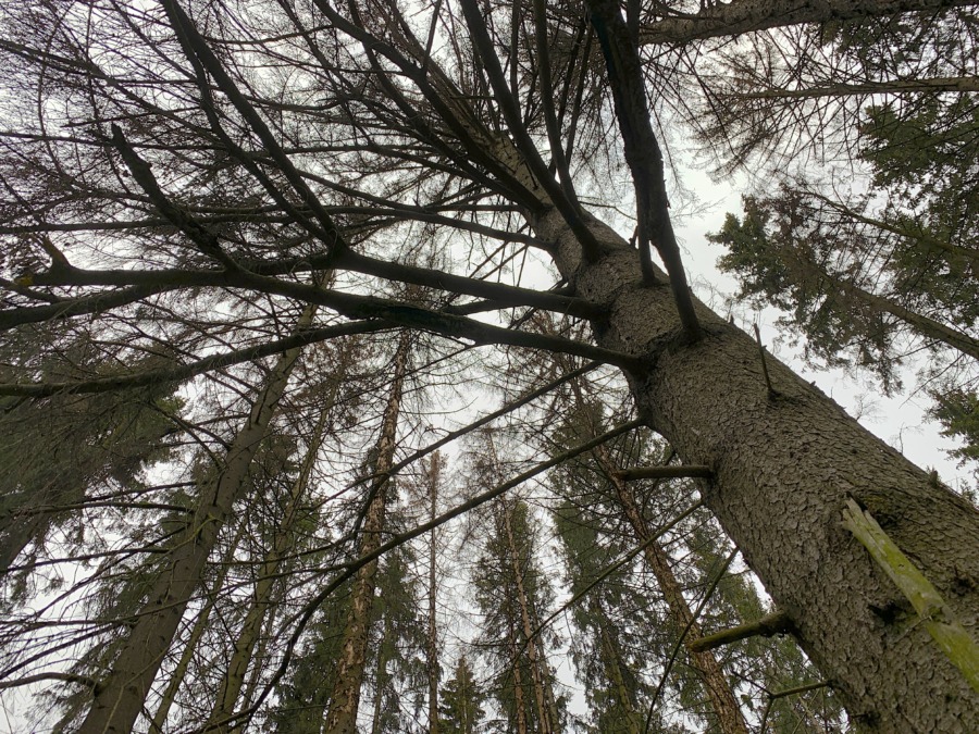 Barkborrevirke blir bomull