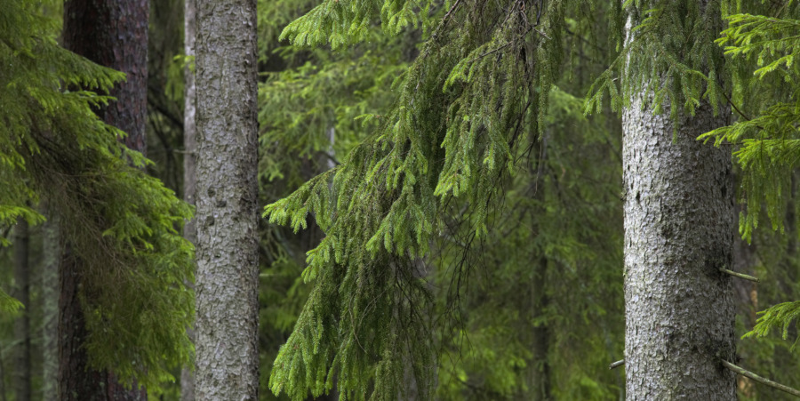 ”Alternativet till hyggesbruk som gynnar både miljö och ekonomi”