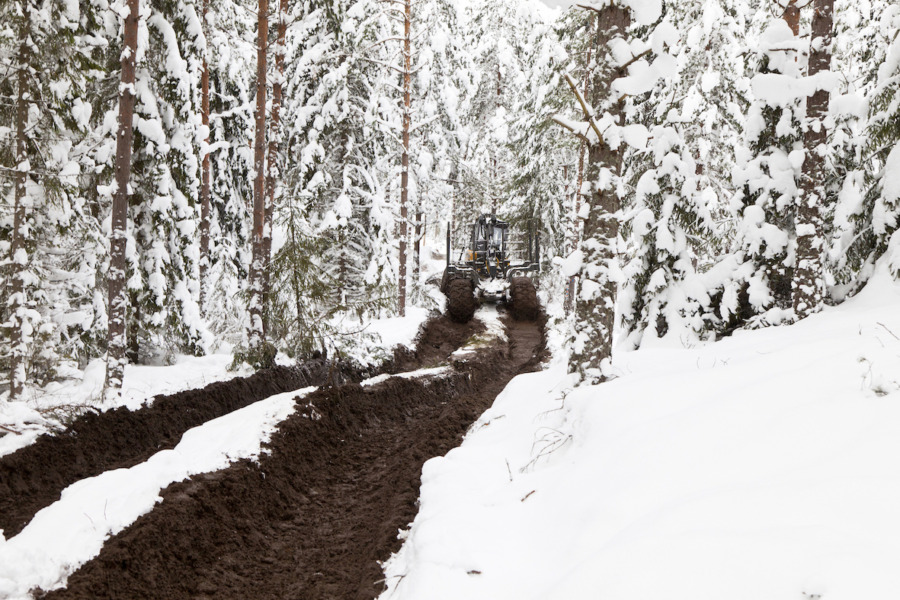 Har du märkt klimatförändringar i skogen?