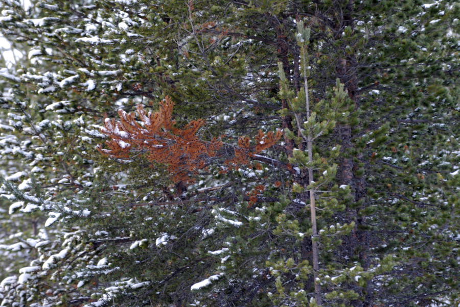 23 miljoner till skogsforskning