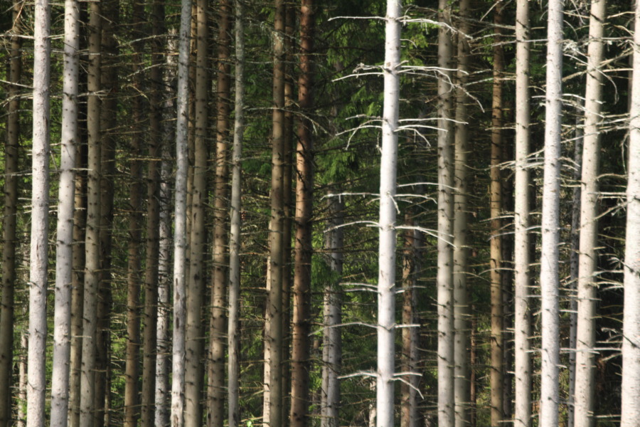 Skogsstyrelsen vill slopa åldersgräns för åkergran