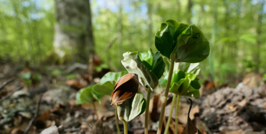 Funderar du på barrfri föryngring?