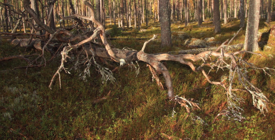 Svenskar villiga att betala för biologisk mångfald