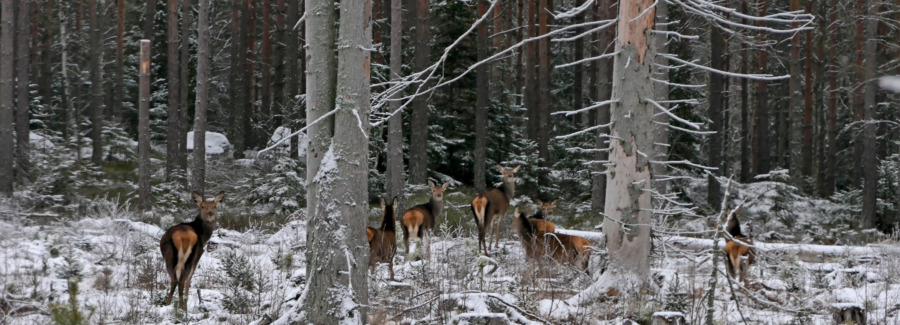 Skogsägare i Skåne – ge din syn på betesskador
