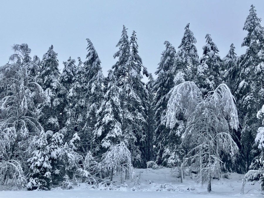 Vikande trend för avverkningsanmälan